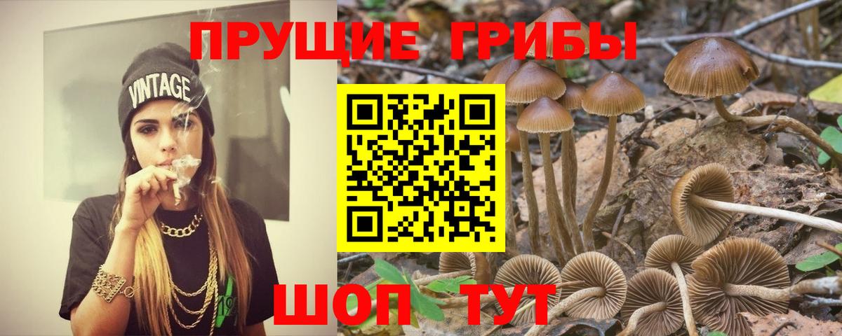 Псилоцибиновые грибы Psilocybine cubensis Дагестанские Огни